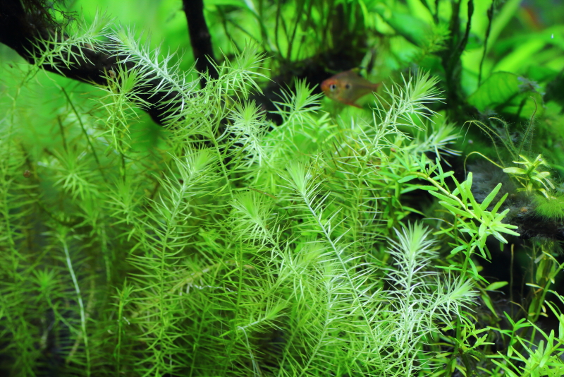 植栽から37日目　マヤカ